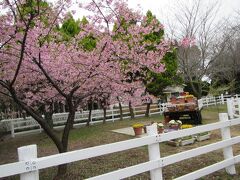 河津桜が満開でした。