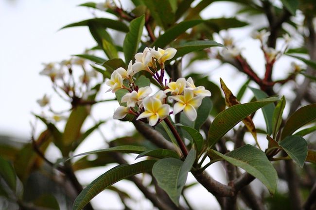 それならばと・・・<br />花行くか〜