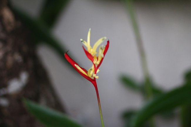 いつ来てもなんか咲いてるね<br />拾い撮り