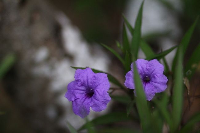 足元にも咲いてました