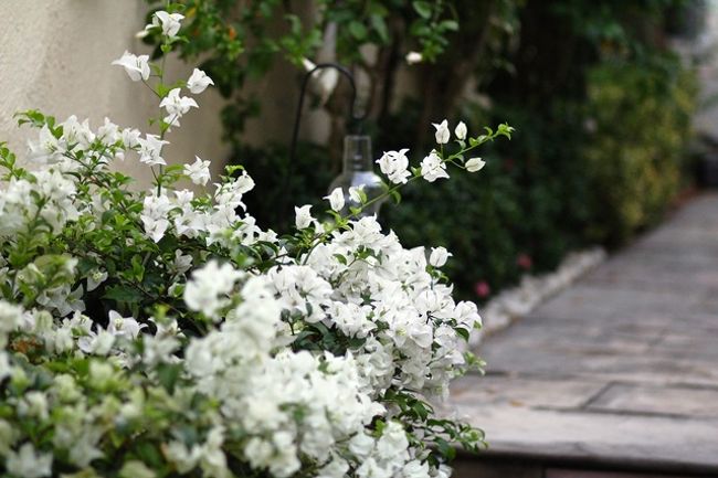 白さが際立ってましたな