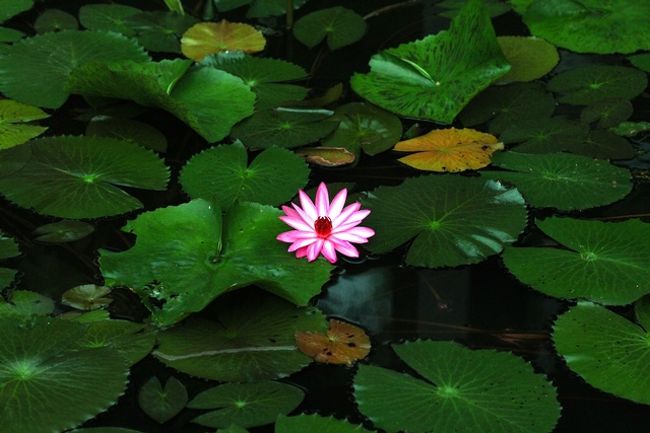 必ず睡蓮が咲いてるな<br />昨年は５月だったが、通年咲いてるのかな?