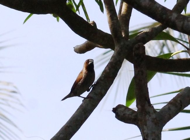 忙しそうに飛び回る<br />そしてよく鳴く