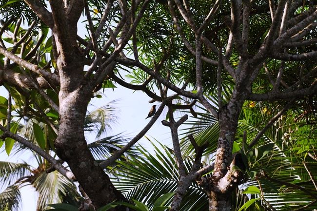 静かにしてれば<br />姿見せてくれます