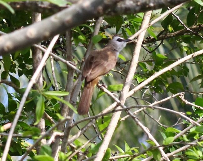 チョット大き目な子