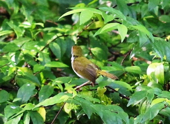 こちらの茂みにも
