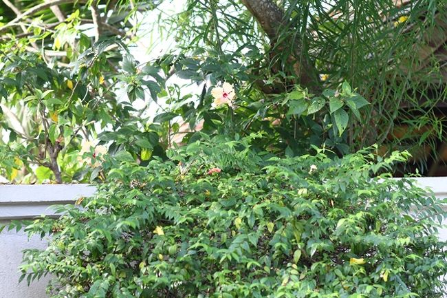 こんな茂みから探します