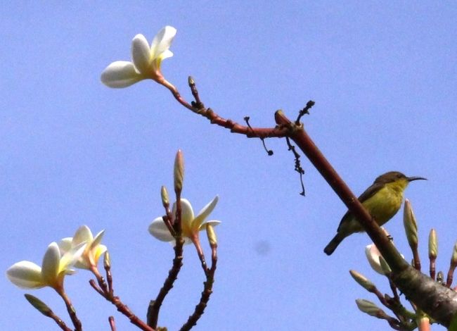 この子<br />くちばしが長いよ