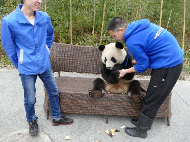 ついにパンダ捕獲 念願のパンダ抱っこ 中国保護大熊猫研究中心 都江堰基地 熊猫楽園 パンダ基地 四川省 中国 の旅行記 ブログ By スイカさん フォートラベル