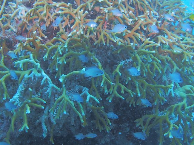 7/11　やっとダイビング、水中へ<br />よく見るスズメダイの群れ