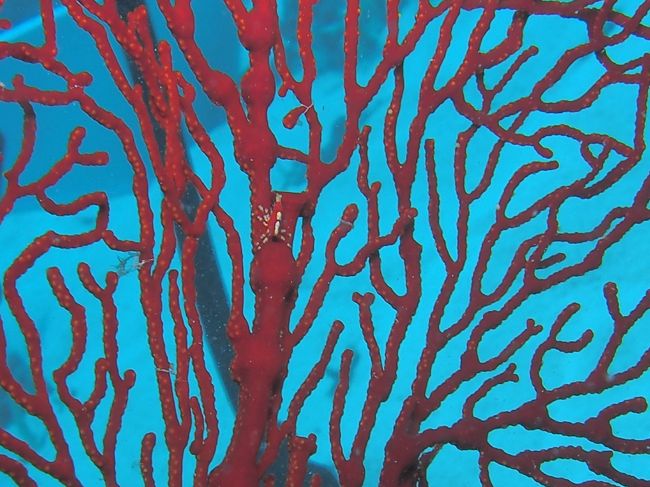 赤いイソバナに住むイソバナガニ<br />エビに見えるが調べたらカニだった