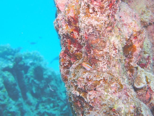 穴から顔を出すニッコリ笑顔のミナミギンポ