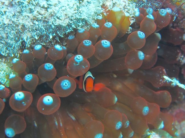 可愛いクマノミの幼魚