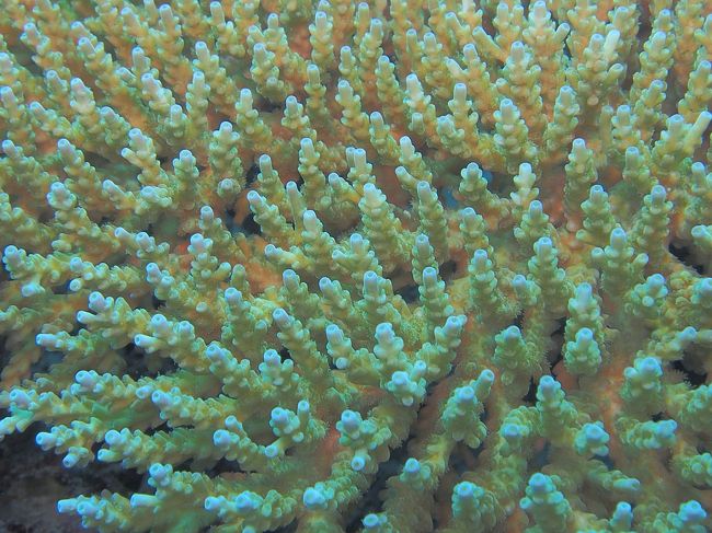 珊瑚もアップで撮ってみると綺麗に見える