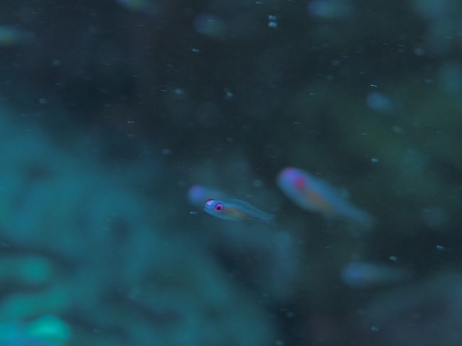 ピントを合わせるのが難しいアカメハゼ