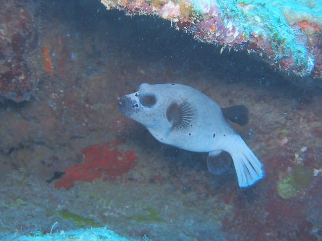 岩陰に隠れていたコクテンフグ<br />耳を付けたらまるっきり犬