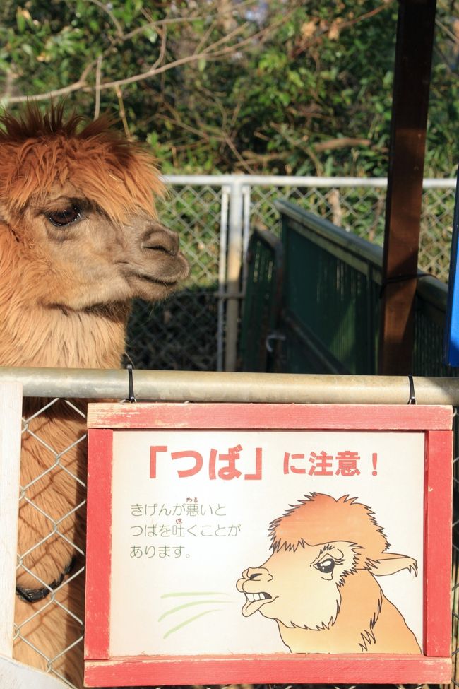 小川町カタクリとレッサーパンダ動物園で春を満喫 4 埼玉こども動物自然公園 後編 小さな赤ちゃん大きな赤ちゃん こんにちは 温泉カピバラ ヤギっ子ウシっ子 アルパカっ子 東松山 埼玉県 の旅行記 ブログ By まみさん フォートラベル 小川町カタクリとレッサーパンダ動物園で春を満喫 4 埼玉こども動物自然公園 後編 小さな赤ちゃん大きな赤ちゃん こんにちは 温泉カピバラ ヤギっ子ウシっ子 アルパカっ子 東松山 埼玉県 の旅行記 ブログ By まみさん フォートラベル