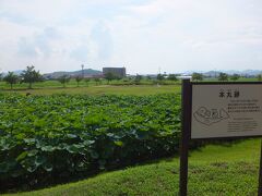 さて、またまた自転車道を外れて、備中高松城跡に寄ります。私は史跡系のなかでも戦国期が一番好きなので、素通りするわけにはいかないのです!!
天守とかがある城も良いのですが、こういうところの方が昔の使われ方がイメージできて個人的には好きですね。