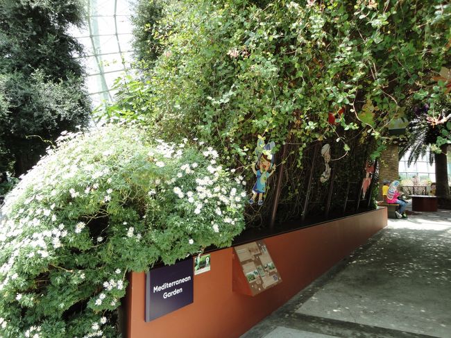 読み方がすぐには分かりませんでした…<br /><br />メディテレーニアンでしょうか？<br />地中海の植物だそうです。<br /><br /><br />（´-`）.｡oO（ディズニーシーにメディテレーニアンハーバーってあったような）