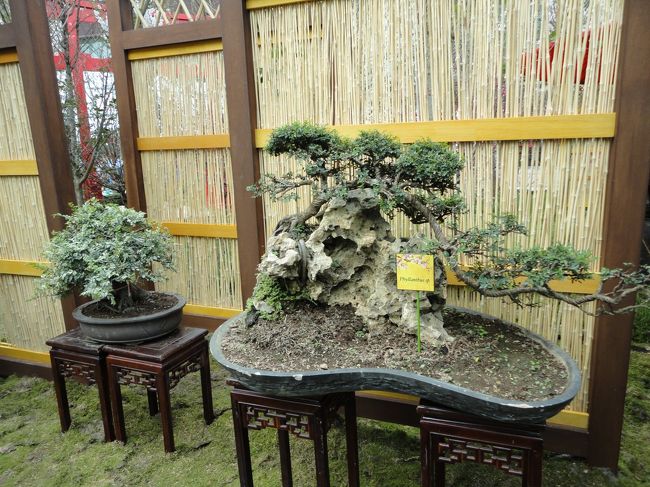 ワァオ〜　　ボ〜ン〜サ〜イ〜！<br /><br />盆栽に詳しくない海外の方はそんな感じでしょうか？