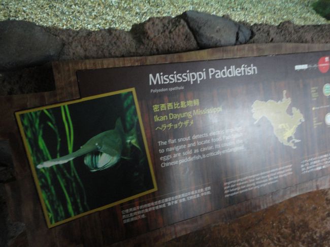 あ、キャビアだ。<br />機内でキャビアを食べてみたいなぁなどと考えても、口には出さずに（笑）<br /><br /><br />だいたい、キャビアではなくチョウザメですからね(^^;