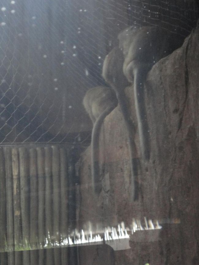 カニクイザルという猿だそうです。<br /><br />雨宿りのためにはじっこにみんなで寄せ合っていました。