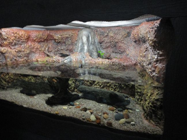 いくつかの水槽は動物がいませんでした。<br /><br />というか、土砂降りで動物たち隠れているのかもしれません(´･ω･｀)