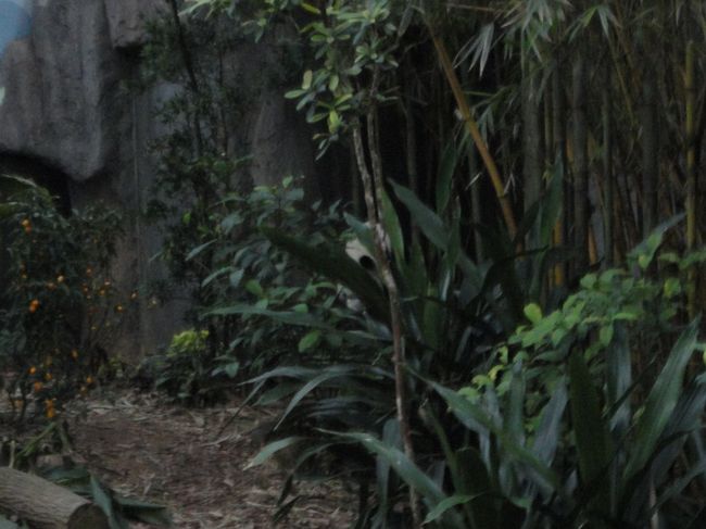 うっすら見えますでしょうか？<br /><br />真ん中にパンダがいますね