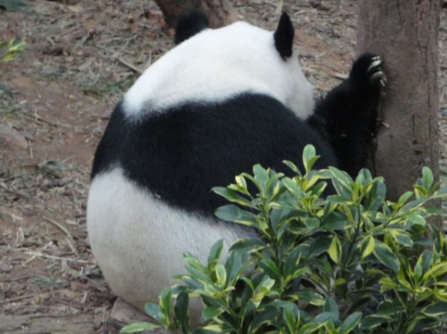 こっちを向いてくれない(´-ω-`)