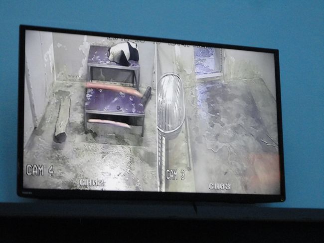 パンダは２頭いるのですが、１頭はシャイなようで部屋に入ったままでした。<br /><br />このことは看板にも書いてあるので、１頭見れただけでも良しとしましょう！