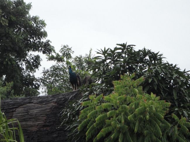 周りは外国の方々ですが、私が動物を見つけ、「あっ！」と声を出して指さす瞬間にはみんな動物がいる場所を向いて写真を撮り始めます。<br /><br />この時ばかりは言葉とか関係ないですねぇ〜