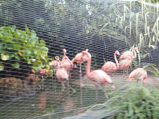 フラミンゴだけはしっかりと撮影できました！