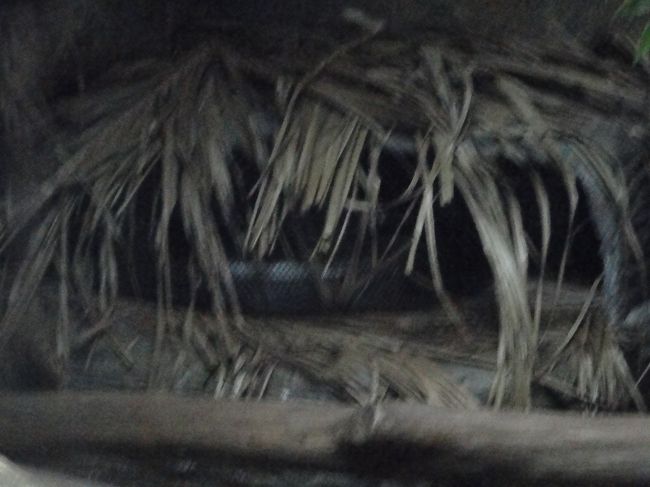 うわぁ見にくい場所に縮こまってぇぇ<br /><br />撮りにくいじゃないか！