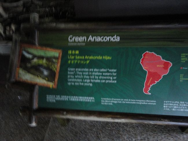 降りてくると、まだ動物の展示がありますが、、、<br /><br /><br /><br />アナコンダΣ(ﾟДﾟ)
