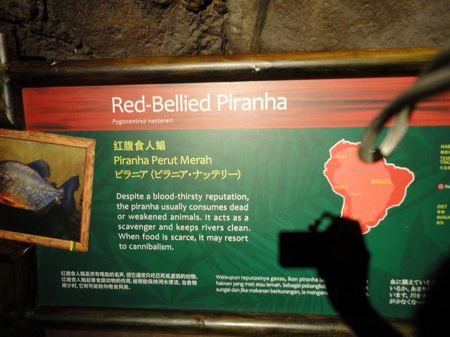 ピラニアもいるんですね。