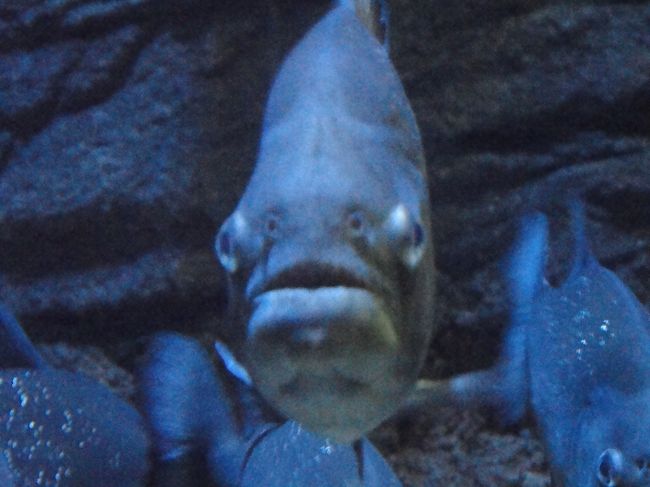 こっち見てます。<br /><br />おいしくないよ〜<br />