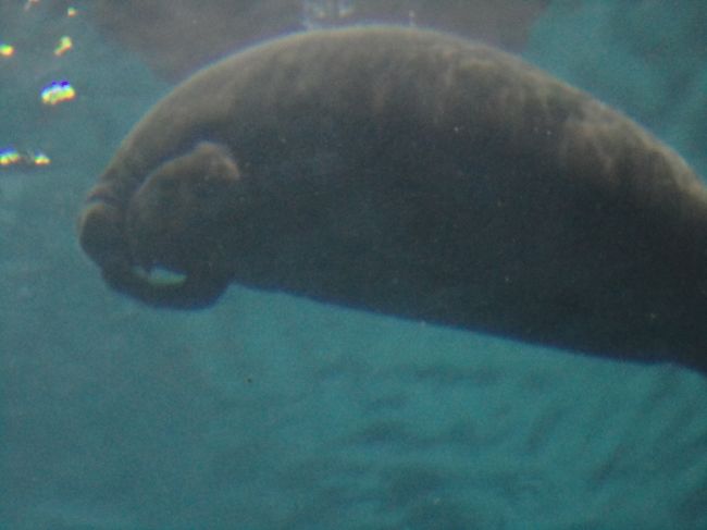 マナティーがいました！<br /><br /><br />そういえば、人魚のモチーフってマナティー？ジュゴン？