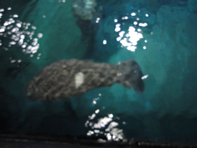 上から見た感じです。<br /><br />もうなんだか分かりませんね(-_-;)