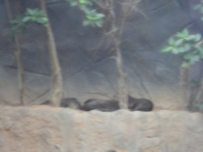 カワウソもいました。<br /><br />が、遠くにいて見えにくいです・・・<br /><br /><br /><br />そこを過ぎると出口になっていました。<br /><br /><br />パンダを見ることができたので十分です！<br /><br /><br />