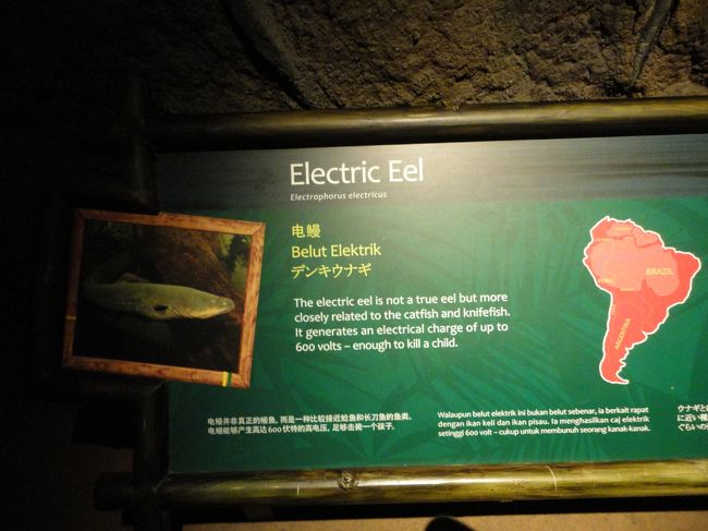 デンキウナギもいました！