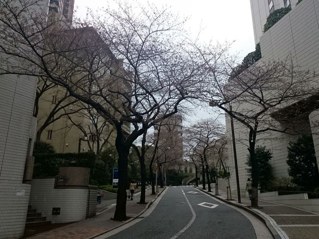 今日は福島在住の友人Kちゃんと辻井伸行さんのリサイタル。<br /><br />東京駅で待ち合わせ、サントリーホールがある溜池山王まで来ました。<br /><br />昨年は満開だった桜。今年はまだ蕾です。