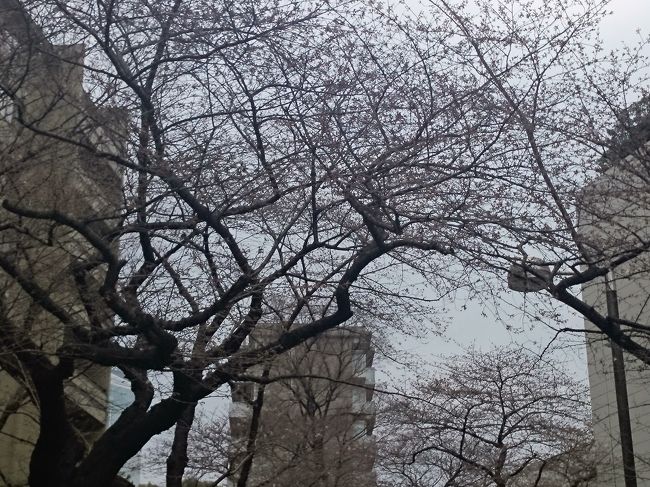 ランチの前に桜鑑賞をする予定だったけど、これじゃダメよね。<br /><br />今日はすごーく寒いです。散歩は止めてランチに向かいます<br /><br />私は寒くて仕方がなかったけどKちゃんは「あったかいよ〜」って。<br />福島は東京に比べてかなり寒いらしい。