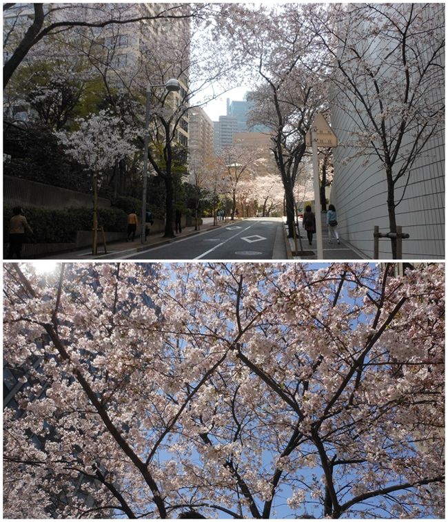 昨年の同じ時期の写真。<br /><br />満開ですごく綺麗でした<br /><br />