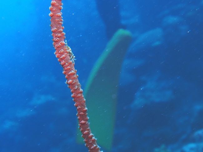 何とか撮ったムチカラマツエビ