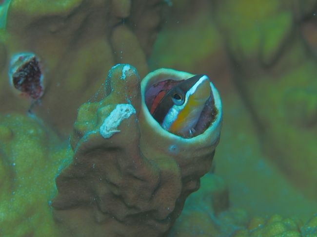 穴からに居るミナミギンポ<br />愛嬌いっぱいの顔