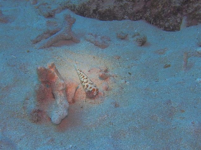 じっと見つめるヤドカリの目<br />見つめられている感じ・・・