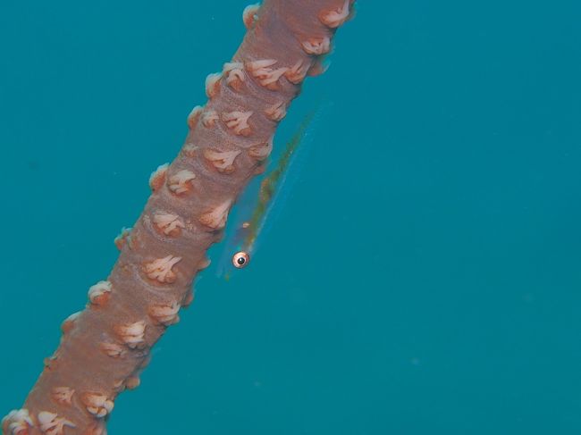 ムチカラマツに居るガラスハゼ<br />透明な体、骨が透けて見える<br /><br />水中の写真はまだ続きます<br /><br />ただし台風通過直後なので、透明度は期待できず