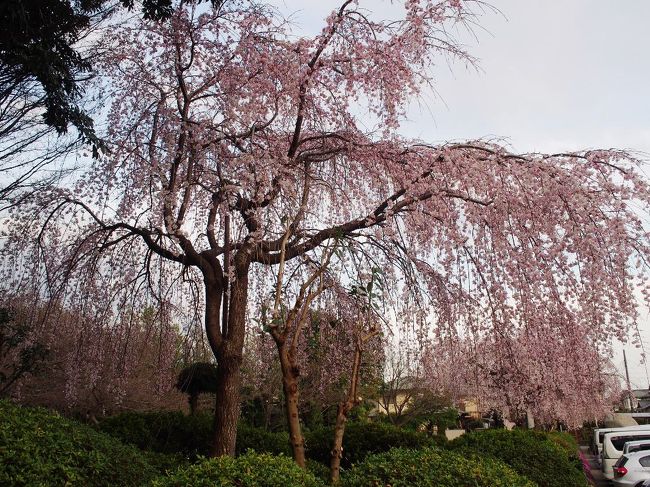 桜が咲いたから 櫻木神社 ヘ桜旅 彡 さくらの日限定 可愛い御朱印と枝垂れ桜 野田 関宿 千葉県 の旅行記 ブログ By みかりさん フォートラベル