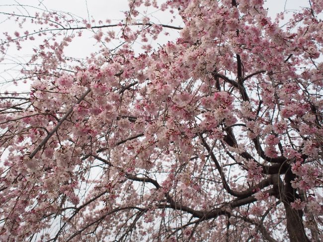 桜が咲いたから 櫻木神社 ヘ桜旅 彡 さくらの日限定 可愛い御朱印と枝垂れ桜 野田 関宿 千葉県 の旅行記 ブログ By みかりさん フォートラベル