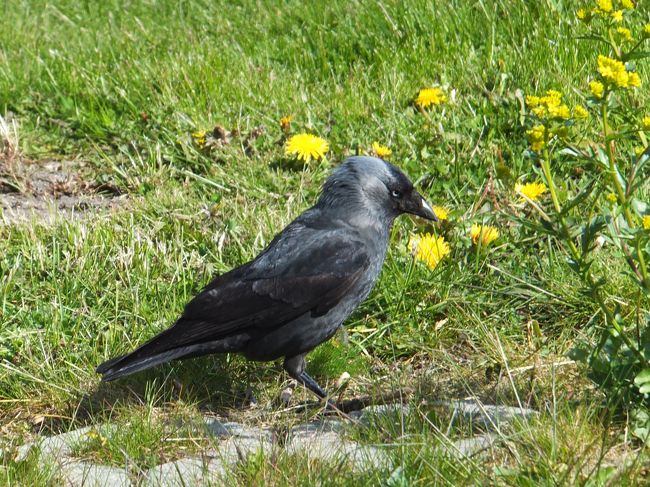 さて、2日目スタート。<br />スウェーデンのカラスは、丸っこくて、灰色と黒のツートンで可愛いです。<br />サイズも小さめ。<br /><br />ここから、ホステルを始点に街はずれの方向へ歩いてみます。